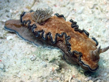 Taken at Mantabuan Island, East Malaysia by Dennis Siau 