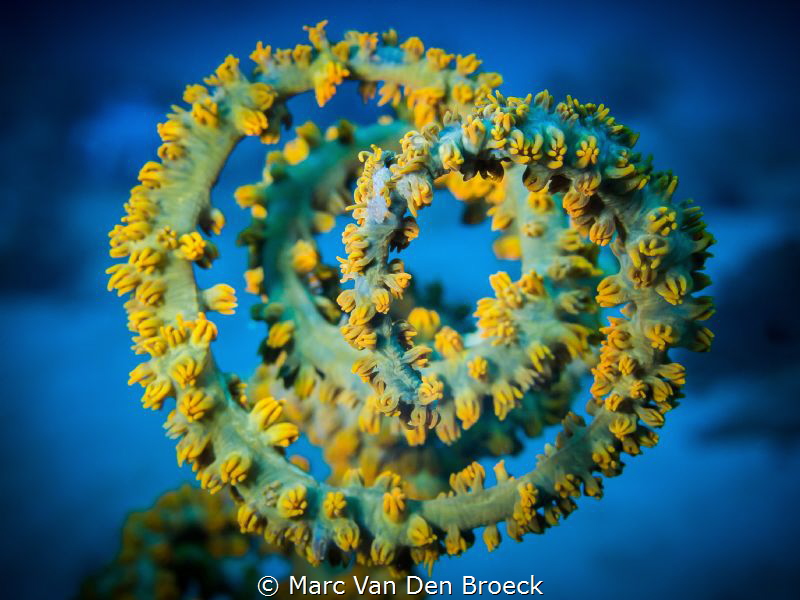 curved by Marc Van Den Broeck 