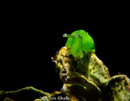 GREEN SEA HARE by Ton Ghela 