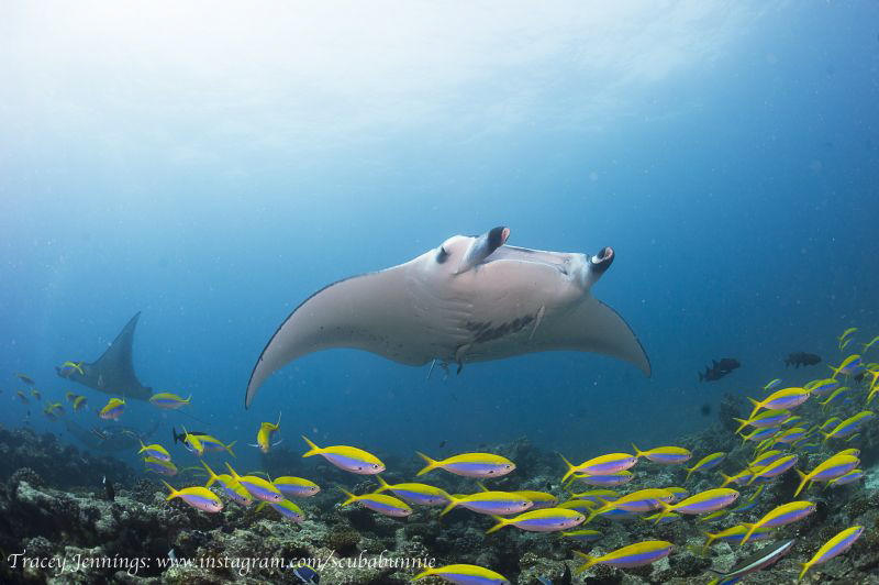 Manta with fusiliers by Tracey Jennings 