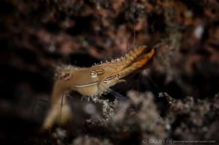 Q U A C K
Donald Duck Shrimp (Leander plumosus by Irwin Ang 