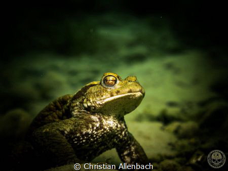 Frog in the cold Freshwater of the Lake Lucerne!
Canon G... by Christian Allenbach 