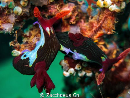 Season for Love~
Nembrotha Chamberlaini
Canon G15 - Can... by Zacchaeus Gn 
