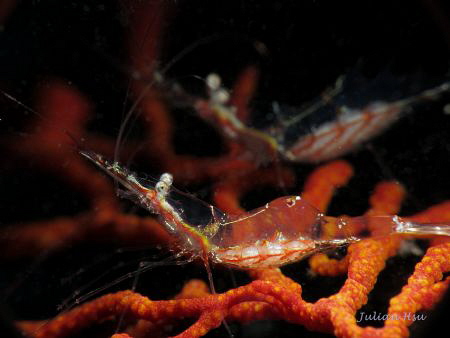 Pregnant Friends
@Keelung, Taiwan by Julian Hsu 