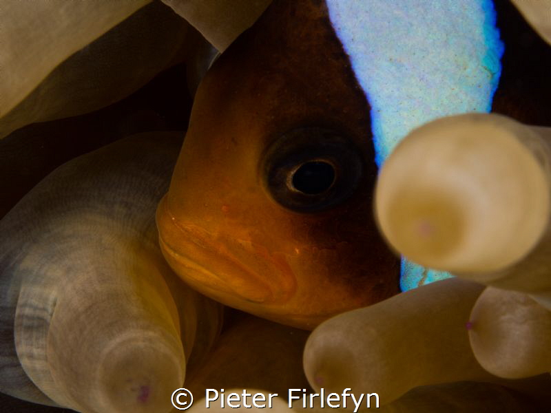 Clownfish by Pieter Firlefyn 