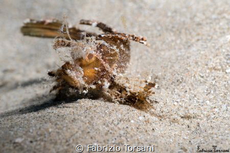 A tiny tiny tiny juvenile of Ambon scorpionfish found on ... by Fabrizio Torsani 