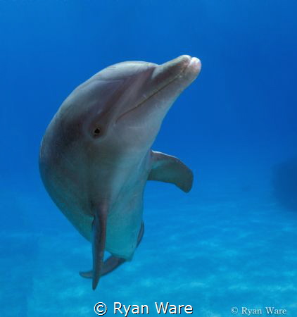 playing with a friendly  dolphin. by Ryan Ware 