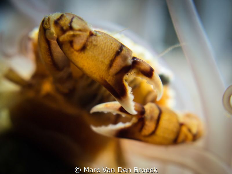 shy by Marc Van Den Broeck 