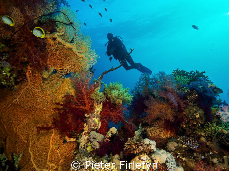 Diver with marine life by Pieter Firlefyn 