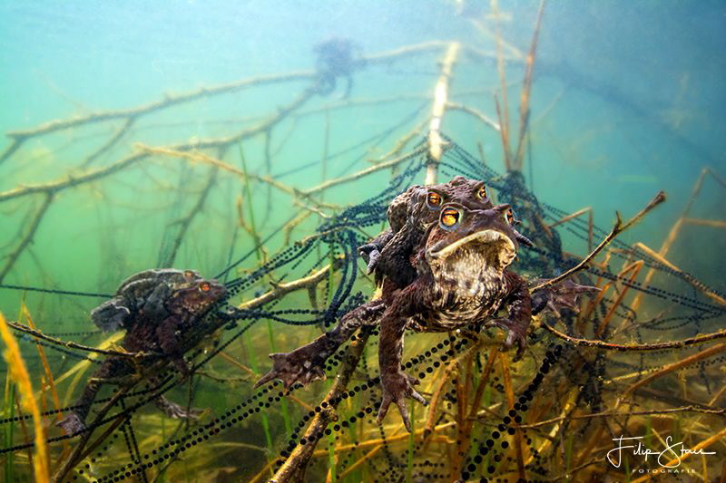 Mating toads with eggs, Turnhout, Belgium by Filip Staes 