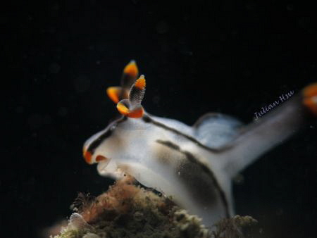 A Happy Nudi
@Northeast Coast, Taiwan by Julian Hsu 