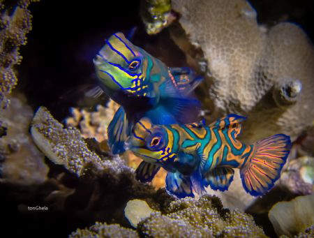 HAPPY TOGETHER - Mandarin Fish by Ton Ghela 