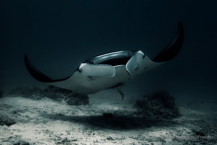 Manta Ray, Tikehau, French Polynesia by Christophe Lapeze 