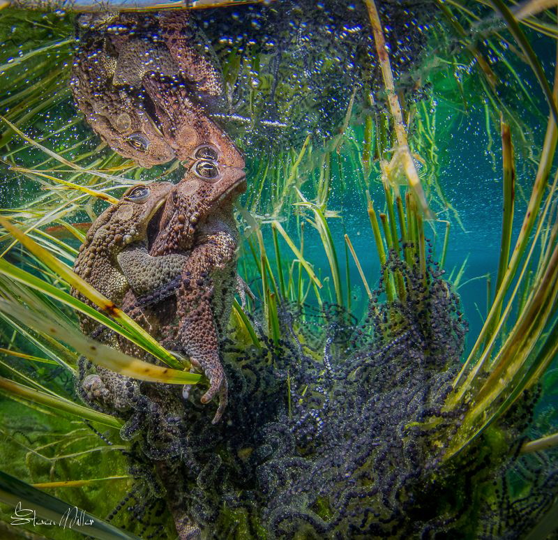 Black pearls. I had to remove a blade of grass, thus the ... by Steven Miller 