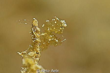 Hairyshrimp by Reto Aebi 