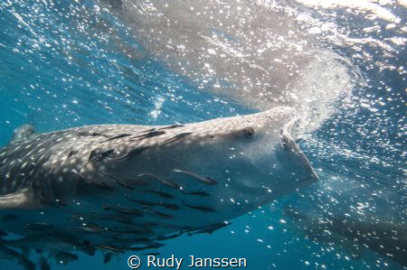 Hungry Whale shark by Rudy Janssen 