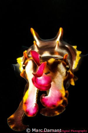 A tiny Flamboyant Cuttlefish floating to me on a dusk dive! by Marc Damant 