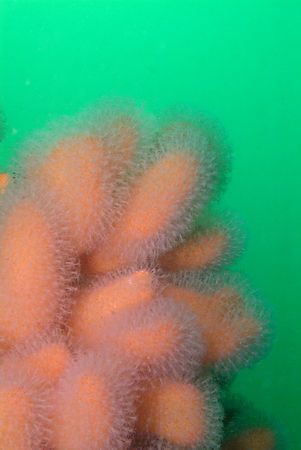 Dead mans fingers in green water.
Scotland. 60mm. by Derek Haslam 