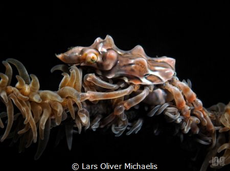 snub nose
whip coral (xeno-) spidercrab 
(Xenocarcinus ... by Lars Oliver Michaelis 