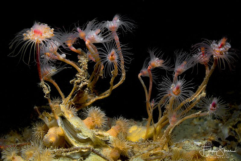 Tubularia indivisa, commonly known as the oaten pipes hyd... by Filip Staes 