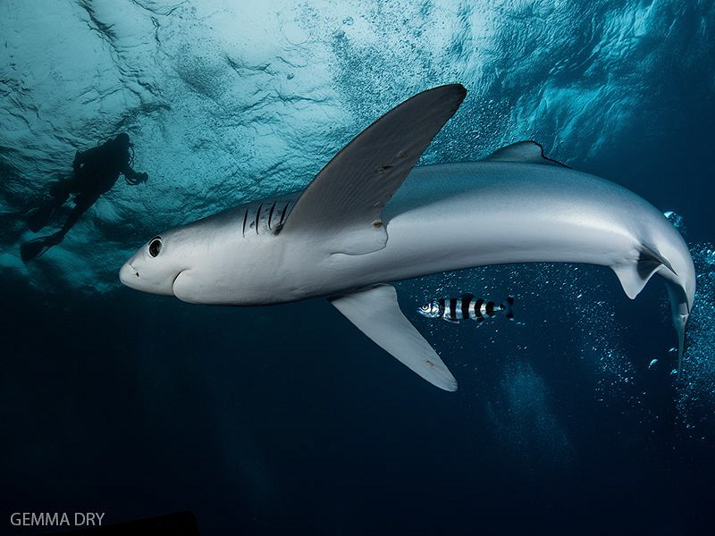 Blue shark and diver 40kms off the coast of South Africa. by Gemma Dry 