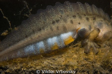 Dragon tail (Smooth Newt - Lissotriton vulgaris, Male) by Viktor Vrbovský 