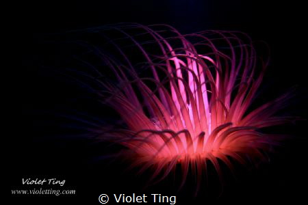 The Purple Fire by Violet Ting 