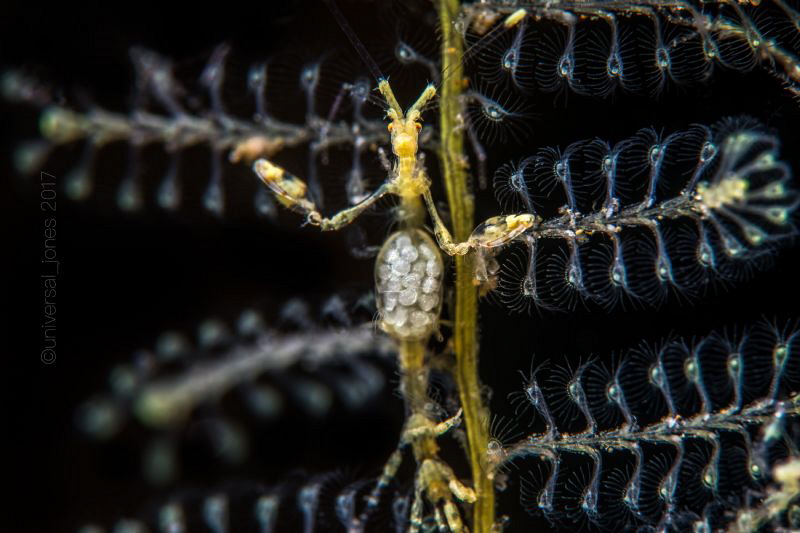 Caprella sp. 
"With Egg" by Wayne Jones 