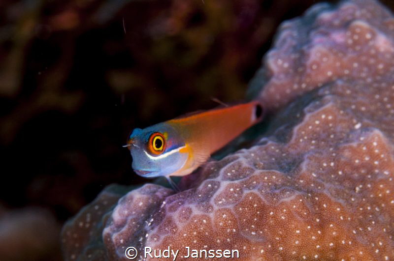 Blenny by Rudy Janssen 