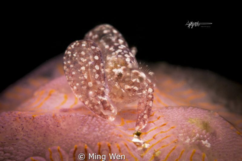 Canon 5d mark 3 100mm f/25 1/200 ISO 400 by Ming Wen 