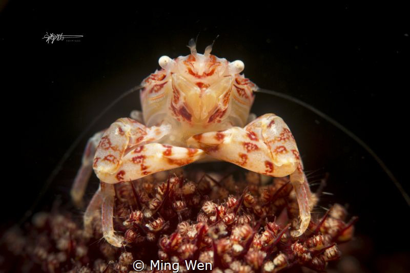 canon 5d mark 3 100mm f/22 1/200 ISO 400 by Ming Wen 