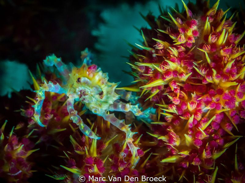 needles and pins by Marc Van Den Broeck 
