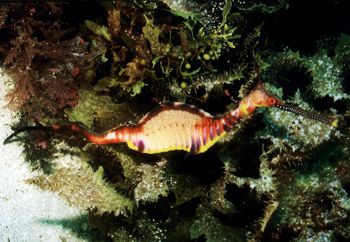 Common Sea Dragon - Weedy , Kangaroo Island / South Austr... by Ralf Levc 