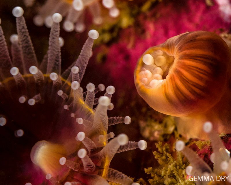 Strawberry anemones, a darker shade than usual and a bit ... by Gemma Dry 