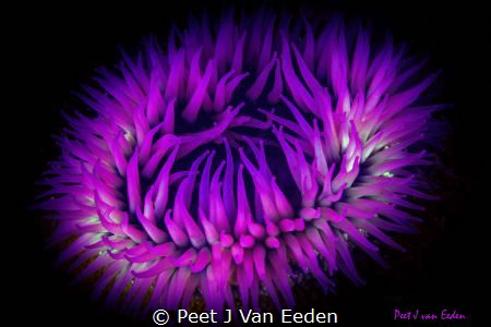 A rising star- sandy sea anemone by Peet J Van Eeden 