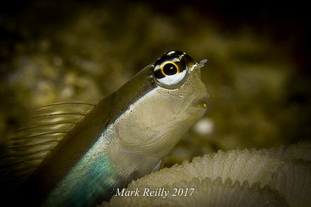 Big eyed blenny by Mark Reilly 