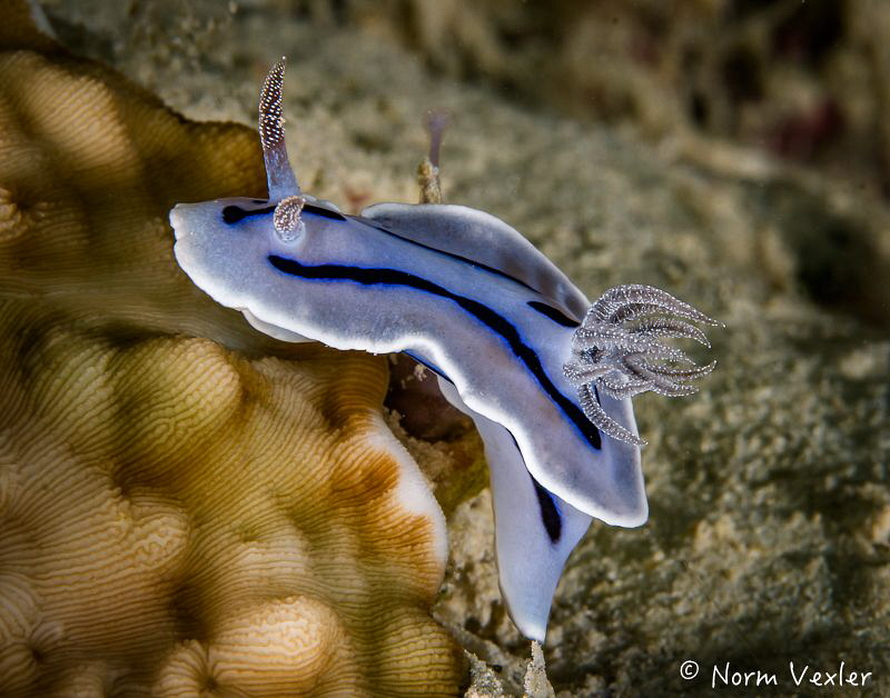 Willian's Chromodoris photographed in Anilao, Philippines by Norm Vexler 