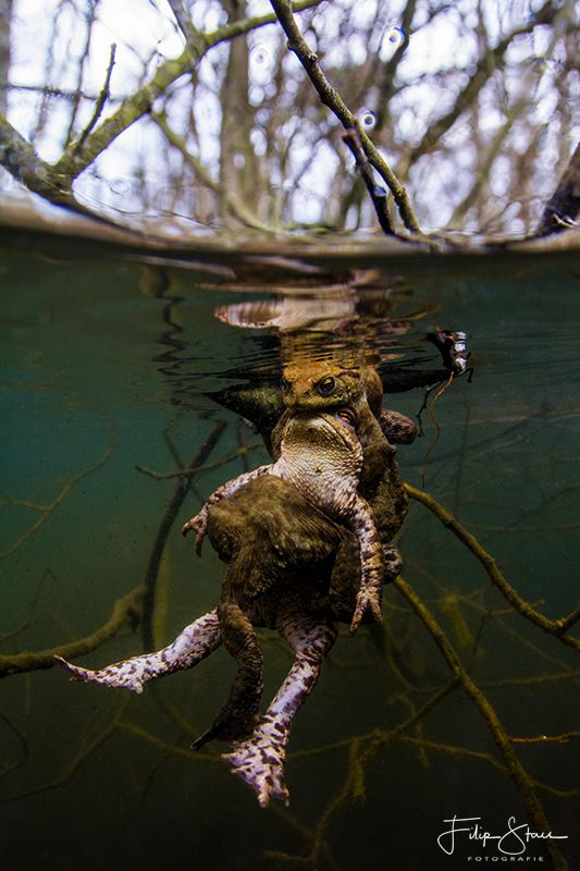 "WE NEED CPR!" Toads are amphibians. This means they regu... by Filip Staes 