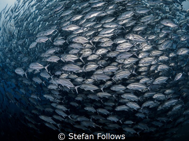 Follow me, I'm right behind you ... !

Big Eye Travely ... by Stefan Follows 