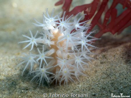 A beautiful octocoral on a sandy plain by Fabrizio Torsani 