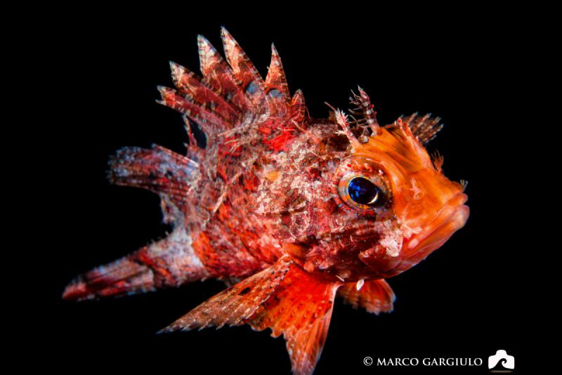 Little scorpaena by Marco Gargiulo 