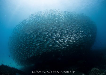 Ball of rainbow runners by Christopher Teoh 