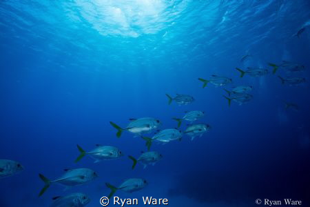 Played almost the entire dive trying to get a picture of ... by Ryan Ware 