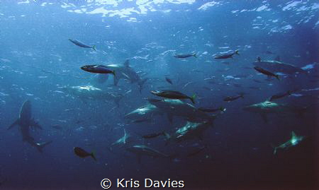 Lots of Oceanic Blacktips taken at Aliwal Shoal, South Af... by Kris Davies 