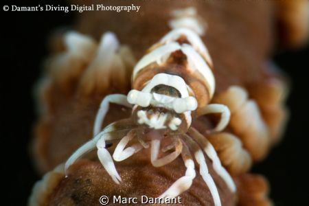 A Whip Coral shrimp shot with a 100mm macro and a plus 5 ... by Marc Damant 