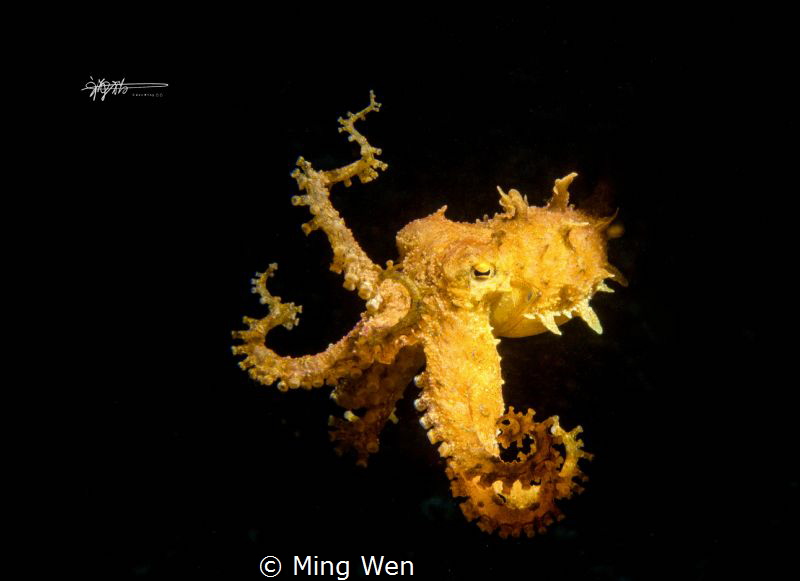 张牙舞爪（Blue Ring Octopus）
Canon 5D Mark III 100mm f/32 1/2... by Ming Wen 
