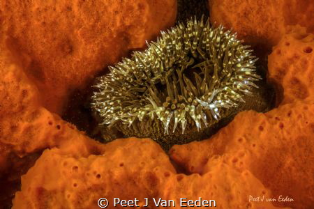 A golden moment- for  a sandy anemone by Peet J Van Eeden 