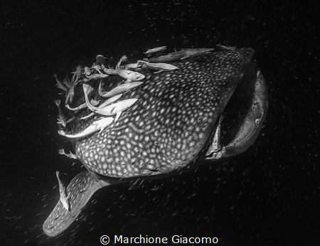 Whale shark with remoras
South atholl Maldive.
Nikon D8... by Marchione Giacomo 