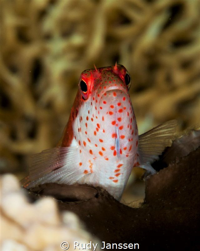 Little one by Rudy Janssen 