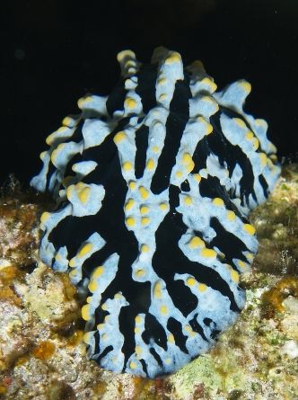 Wartslug taken at Sharksbay, Sharm el Sheikh with Olympus... by Nikki Van Veelen 